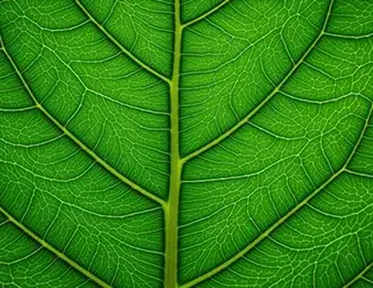 Tea leaf, the natural source of L-theanine